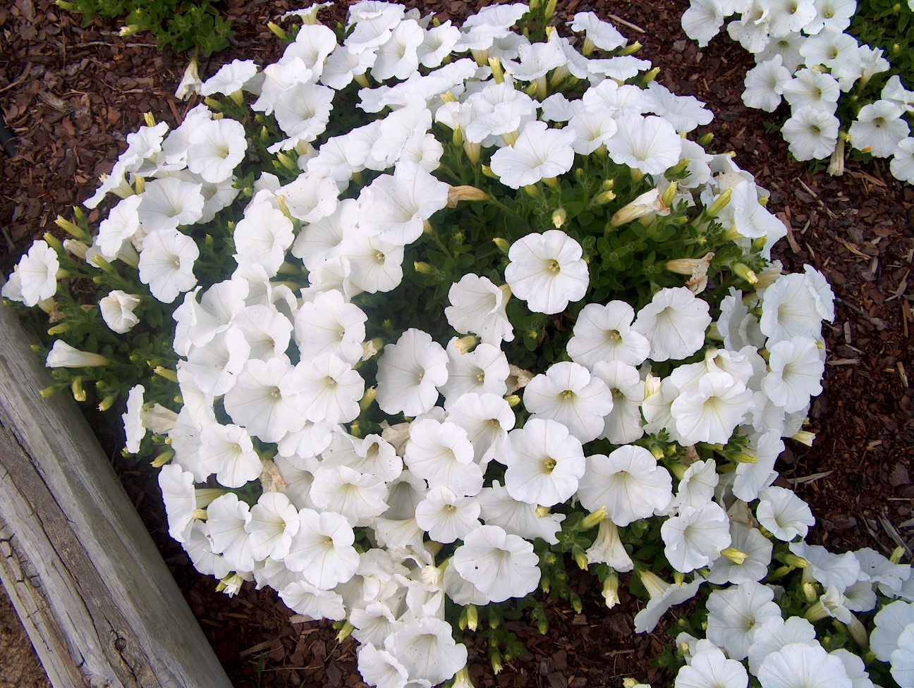 Online Plant Guide Petunia 'Easy Wave White' / Easy Wave White Petunia